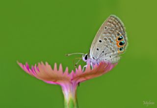 Mcevher Kelebei (Chilades trochylus)
