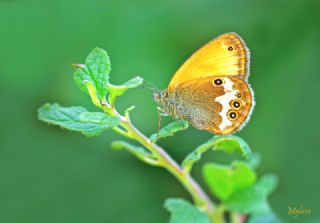 Funda Z�pz�p Perisi&nbsp;(Coenonympha&nbsp;arcania)