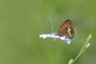 Funda Zpzp Perisi (Coenonympha arcania)