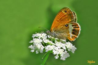 Funda Zpzp Perisi (Coenonympha arcania)