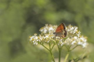 Funda Zpzp Perisi (Coenonympha arcania)