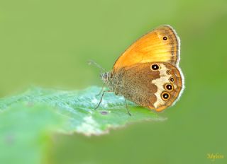 Funda Z�pz�p Perisi&nbsp;(Coenonympha&nbsp;arcania)
