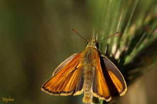 Sar Antenli Zpzp (Thymelicus sylvestris)
