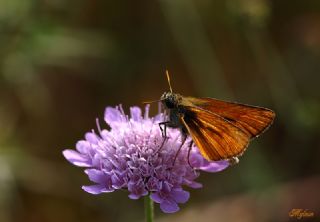 Sar Antenli Zpzp (Thymelicus sylvestris)