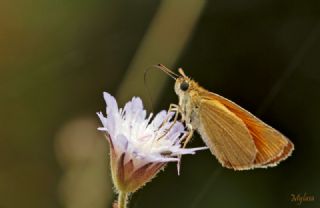 Sar Antenli Zpzp (Thymelicus sylvestris)