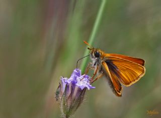 Sar Antenli Zpzp (Thymelicus sylvestris)