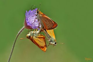 Sar Antenli Zpzp (Thymelicus sylvestris)