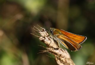 Sar Antenli Zpzp (Thymelicus sylvestris)