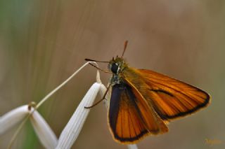 Sar Antenli Zpzp (Thymelicus sylvestris)