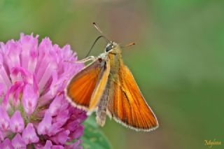 Sar� Antenli Z�pz�p&nbsp;(Thymelicus&nbsp;sylvestris)