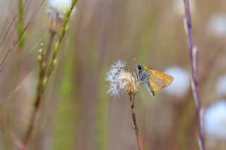 Sar Antenli Zpzp (Thymelicus sylvestris)