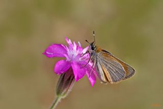 Sar Antenli Zpzp (Thymelicus sylvestris)