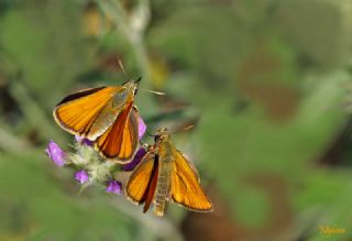 Sar Antenli Zpzp (Thymelicus sylvestris)