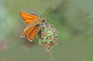 Sar Antenli Zpzp (Thymelicus sylvestris)