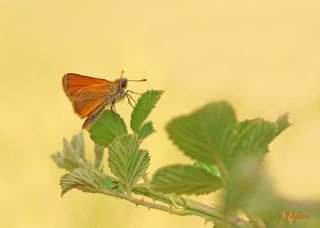 Sar Antenli Zpzp (Thymelicus sylvestris)