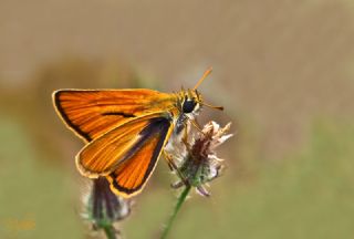 Sar Antenli Zpzp (Thymelicus sylvestris)