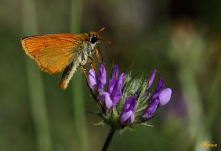 Sar Antenli Zpzp (Thymelicus sylvestris)