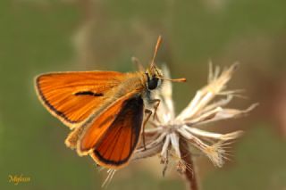 Sar Antenli Zpzp (Thymelicus sylvestris)