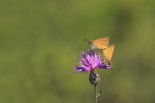 Sar Antenli Zpzp (Thymelicus sylvestris)
