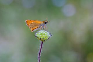 Sar� Antenli Z�pz�p&nbsp;(Thymelicus&nbsp;sylvestris)