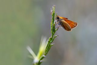 Sar Antenli Zpzp (Thymelicus sylvestris)