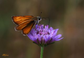 Sar Antenli Zpzp (Thymelicus sylvestris)