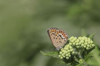 das Mavisi, Esmergz (Plebejus idas)