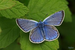 okgzl Amanda (Polyommatus amandus)