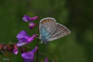okgzl Amanda (Polyommatus amandus)