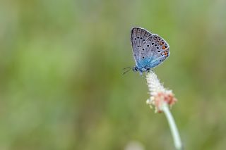 �okg�zl� Amanda&nbsp;(Polyommatus&nbsp;amandus)