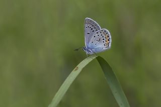 okgzl Amanda (Polyommatus amandus)