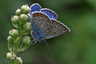 okgzl Amanda (Polyommatus amandus)