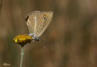 Anormal okgzl (Polyommatus admetus)