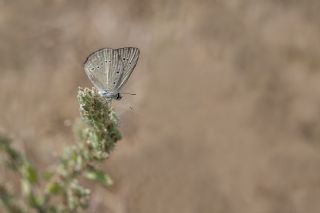 Anormal okgzl (Polyommatus admetus)