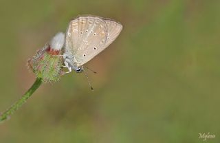 Anormal okgzl (Polyommatus admetus)