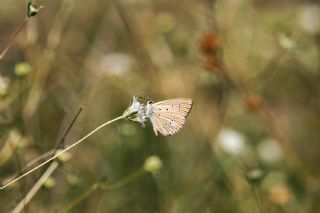 Anormal okgzl (Polyommatus admetus)