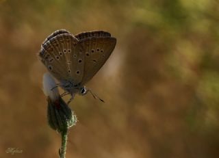 Anormal okgzl (Polyommatus admetus)