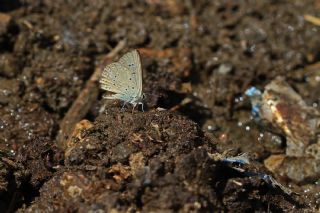 Anormal okgzl (Polyommatus admetus)