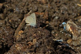 Anormal okgzl (Polyommatus admetus)