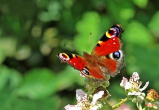 Tavus Kelebe�i&nbsp;(Inachis&nbsp;io)