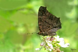 Tavus Kelebe�i&nbsp;(Inachis&nbsp;io)