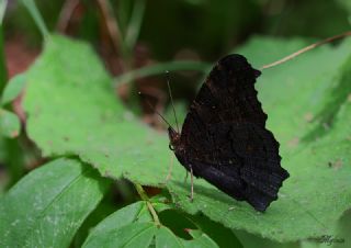 Tavus Kelebei (Inachis io)