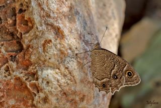 Beyaz Bandl Karamelek (Hipparchia parisatis)