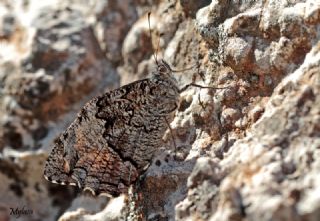 Byk Karamelek (Hipparchia syriaca)