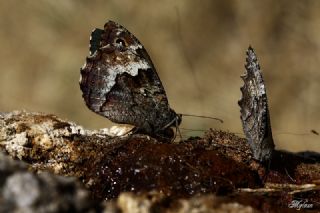 Byk Karamelek (Hipparchia syriaca)