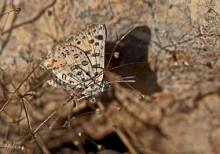 Akdeniz eytanc (Cigaritis cilissa)