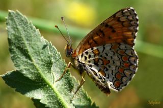 Cezayirli parhan (Melitaea ornata)