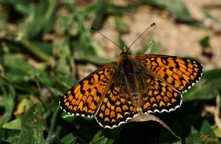 Benekli Byk parhan (Melitaea phoebe)
