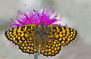 Benekli Byk parhan (Melitaea phoebe)