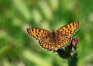 Benekli Byk parhan (Melitaea phoebe)